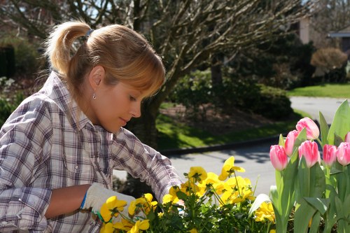 Professional lawn mowing service at work in Anerley