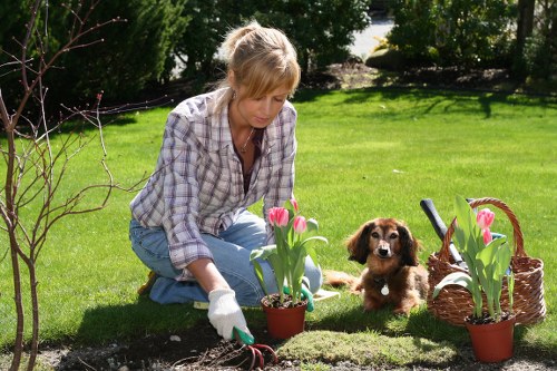 A woman with shoulder-length blonde hair, wearing a checked shirt and blue jeans, is kneeling on a well-maintained green lawn within a landscaped garden in Anerley, tending to blooming pink tulips planted in small pots. She appears to be planting or adjusting the flowers, with gardening gloves on her hands. In the background, there are dense, leafy shrubs and trees providing natural shade, while in the foreground, the lawn is neatly trimmed and smooth. Near her, a small brown puppy with floppy ears sits attentively, observing her work, beside a wicker basket filled with more pink tulips. The garden features a mix of flowering plants, lush grass, and cultivated soil patches, creating a vibrant yet orderly outdoor space typical of residential gardens in Anerley. The scene is illuminated by natural sunlight, suggesting a clear day, emphasizing the fresh, natural tones of the greenery, flowers, and the garden environment.